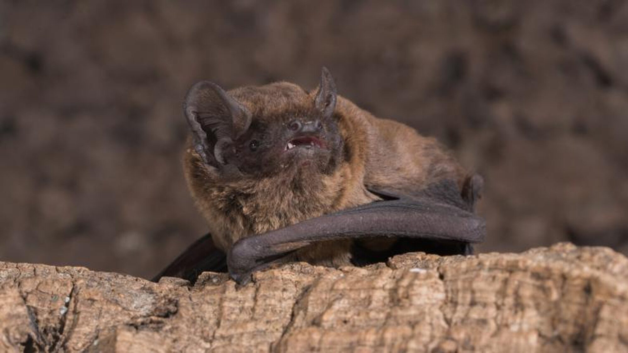 Naturnetz Zimemrberg Schönes Bild