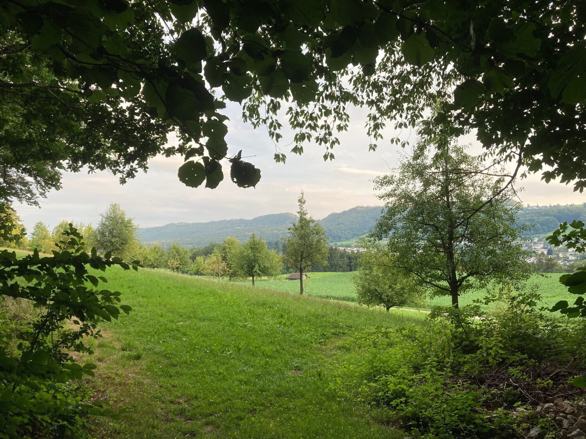 Naturnetz Zimemrberg Schönes Bild