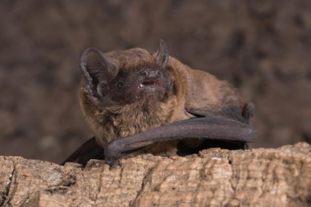 Naturnetz Zimemrberg Schönes Bild