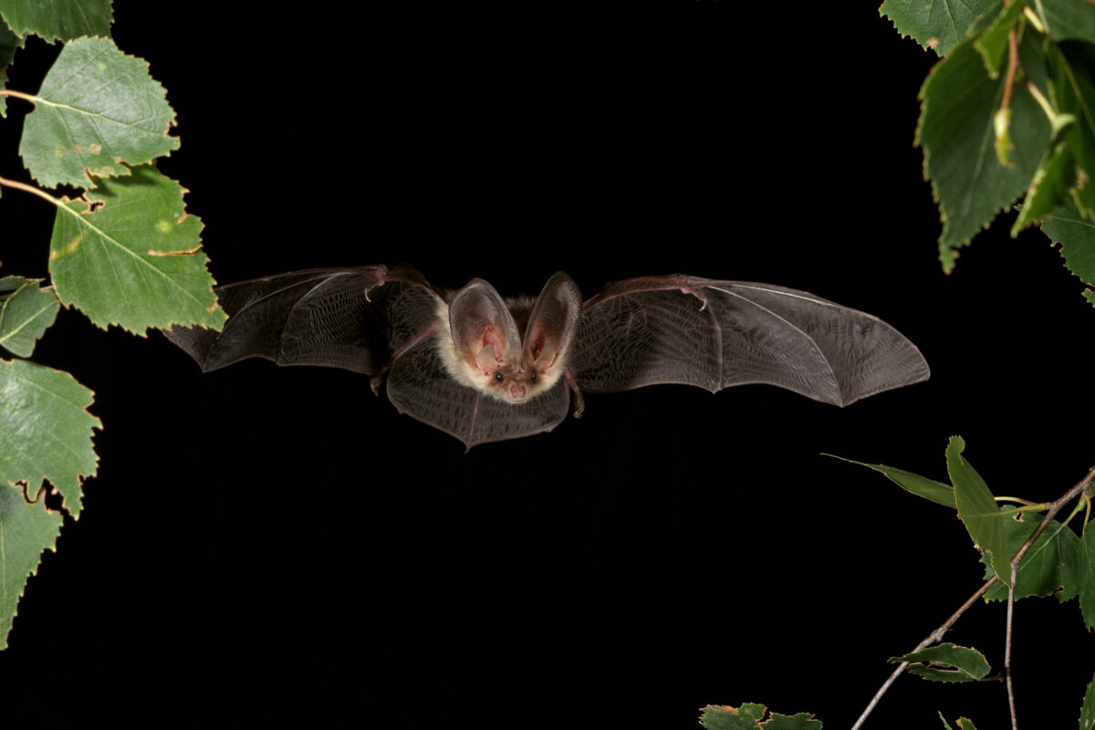 Naturnetz Zimmerberg Lebendige Nacht: Fledermäuse im Zimmerberg