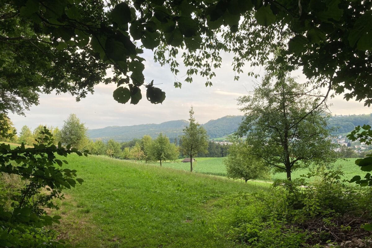 Naturnetz Zimemrberg Schönes Bild